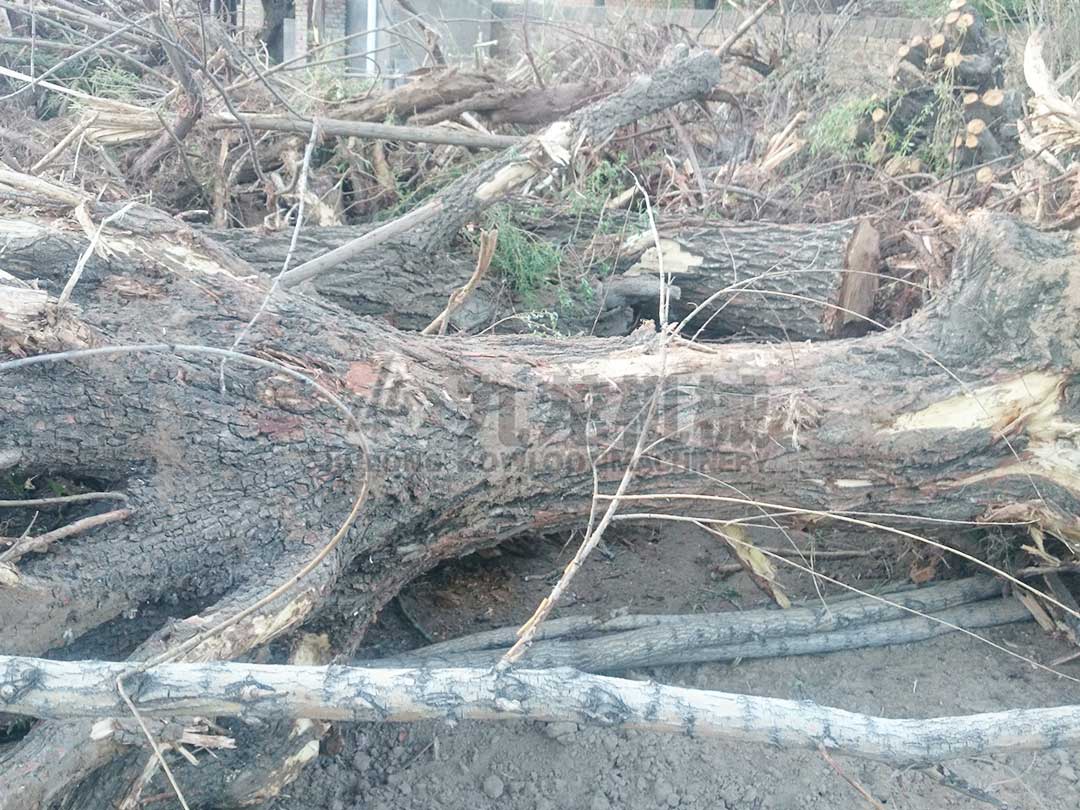 樹根破碎（suì）機